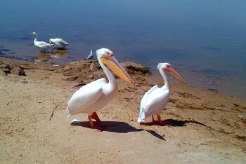 Velddrif, Cape West Coast
